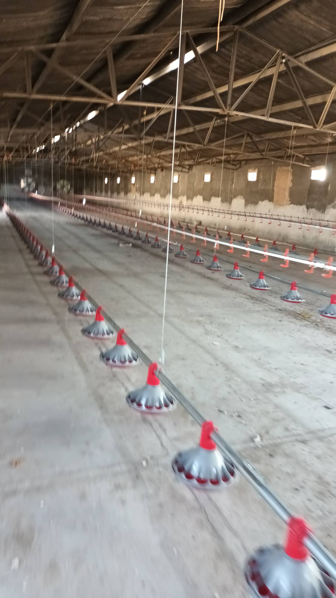 تجهیز مرغداری شیروان
