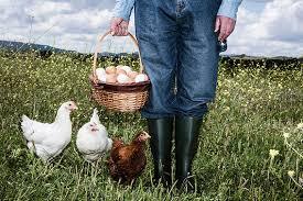 profit of raising laying hens-min