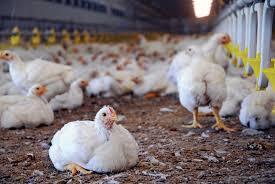 domestic and industrial breeding-min