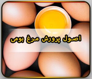 اصول پرورش مرغ بومی