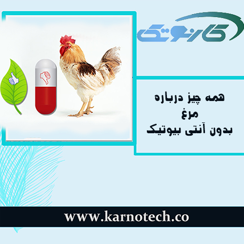 مرغ بدون آنتی بیوتیک - مرغ ارگانیک
