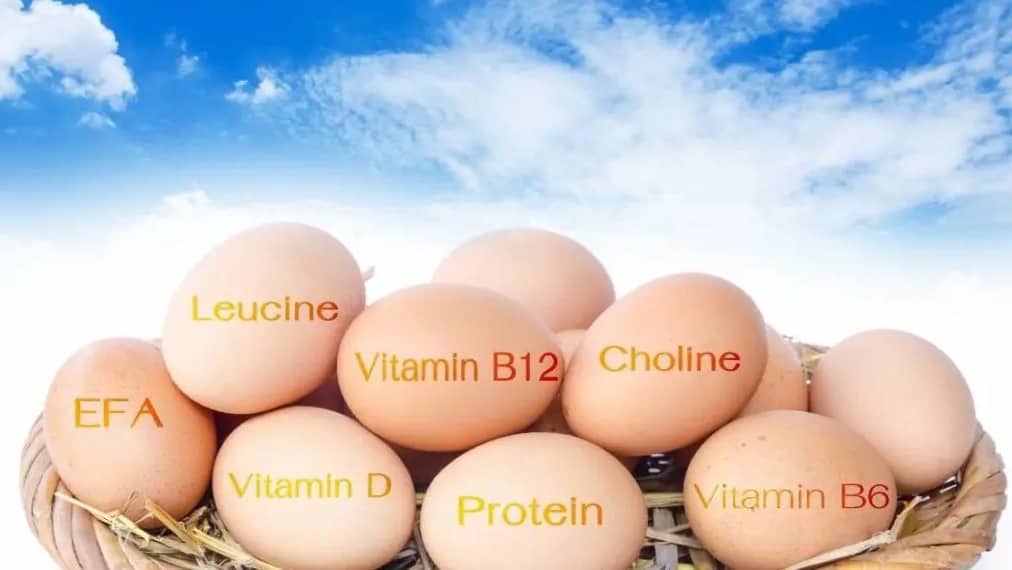 ویتامین های تخم مرغ