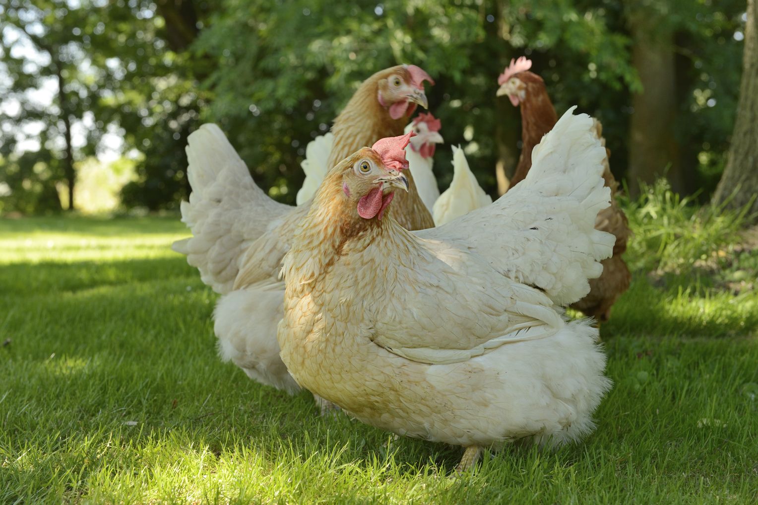 مرغ بدون آنتی بیوتیک 