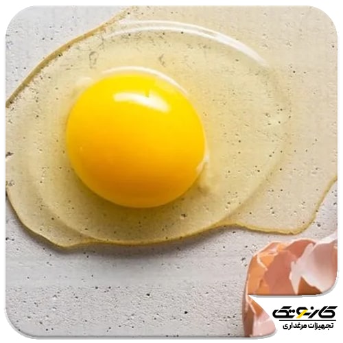 روش تشخیص تخم مرغ کهنه و نو - تخم مرغ -01تازه