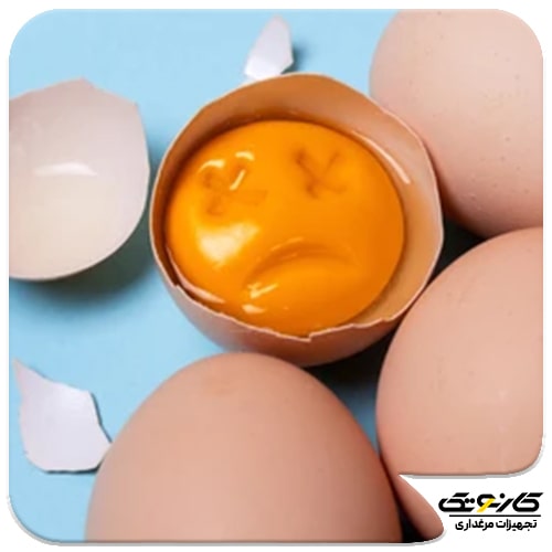 روش تشخیص تخم مرغ کهنه و نو - تخم مرغ تازه -04