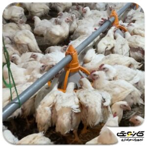 نکاتی در رابطه با مدیریت پرورش مرغ گوشتی در پایان دوره - 01-min