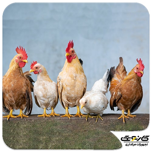 معرفی 14 نژاد مرغ تخمگذار به همراه میزان تخم گذاری در سال - 11
