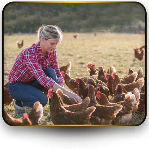 نکات کلیدی در بهبود مدیریت سالن مرغداری گوشتی