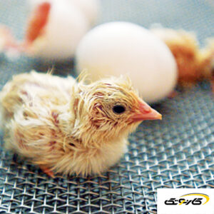 دستگاه جوجه کشی