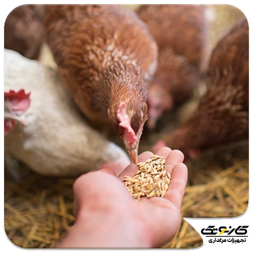 علت غذا نخوردن مرغ خانگی - دلایل کم اشتهایی در مرغ تخمگذار