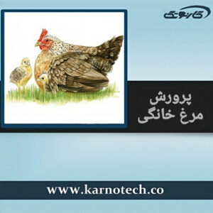پرورش مرغ خانگی- کارنوتک