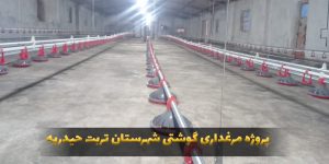 تربت حیدریه آقای نیلوفر-کارنوتک