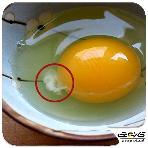 روش تشخیص تخم مرغ کهنه و نو - تخم مرغ تازه - 00