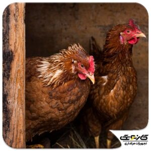 تشخیص جنسیت جوجه مرغ - 01