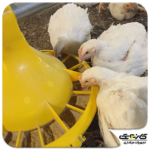 خوراک ممنوعه برای مرغ و خروس چیست؟ شرکت کارنوتک امروز در این مطلب به بررسی خوراکی هایی که هرگز نباید به مرغ و خروس خود بدهید پرداخته است. 