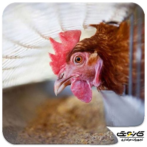 بهبود عملکرد رشد مرغ تخمگذار - سود پرورش مرغ تخمگذار