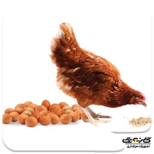 بهبود عملکرد رشد مرغ تخمگذار - 01-min