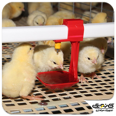 بررسی معایب و مزایای پرورش مرغ گوشتی در قفس