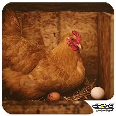 مینی فارم مرغ تخمگذار - راه اندازی مرغداری کوچک - هزینه ساخت مرغدرای در سال 1402