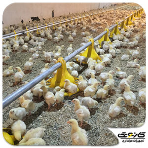 کاهش ضریب تبدیل مرغ گوشتی با استفاده از تجهیزات مناسب