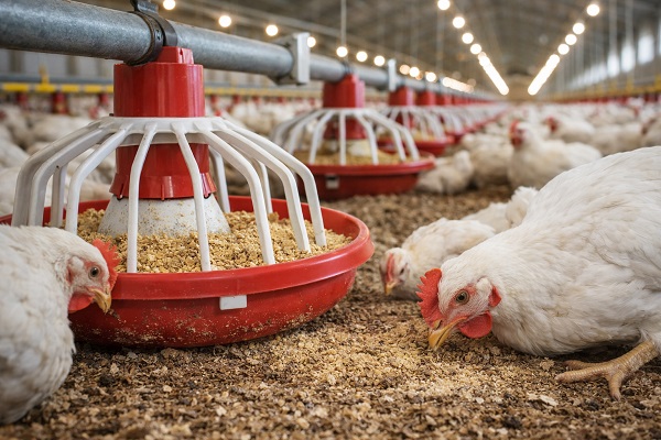 پرونده عملیاتی کاهش FCR در مرغداری گوشتی