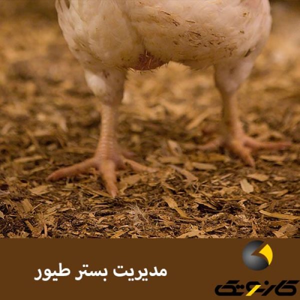 مدیریت آمونیاک بستر مرغ گوشتی مرغداری سالن مرغداری تجهیزات مرغداری تجهیزات مدرن مرغداری کارنوتک