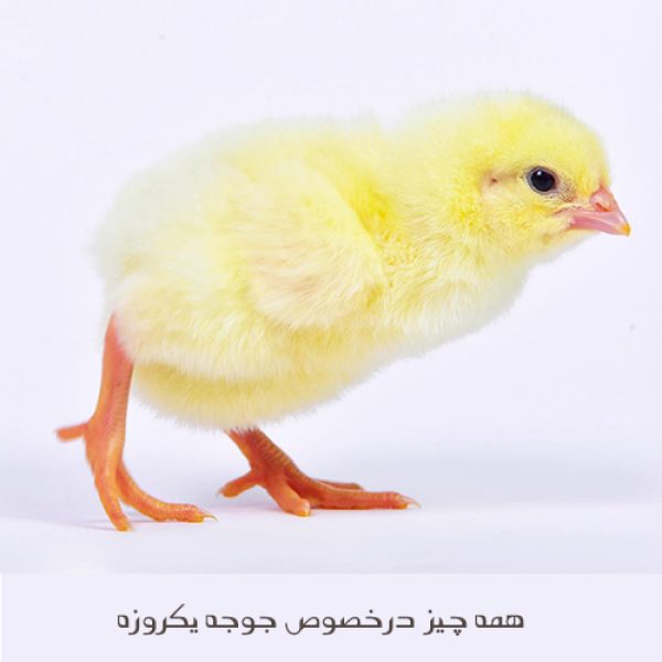 جوجه یک روزه