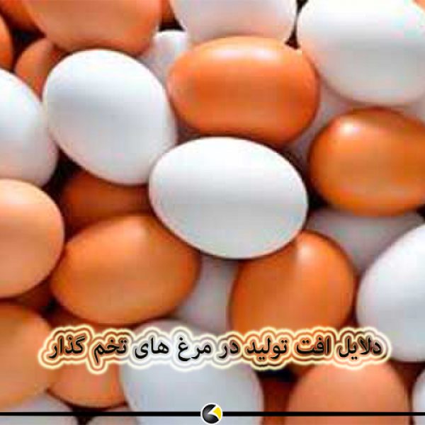 دلایل کاهش تولید در مرغ های تخم گذار