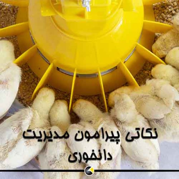 بشقاب دانخوری چیکن پلاس