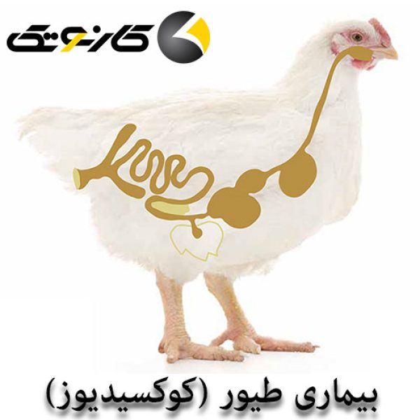 بیماری مرغ کوکسیدیوز آسیت هواکش اینلت دانخوری آبخوری بشقاب دانخوری نیپل