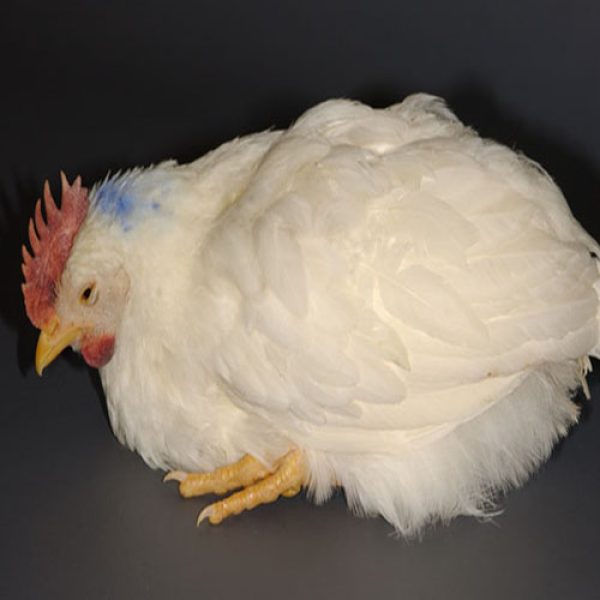 بیماری گامبورو