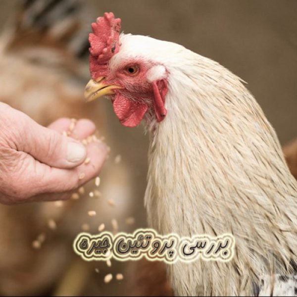 جیره نویسی طیور