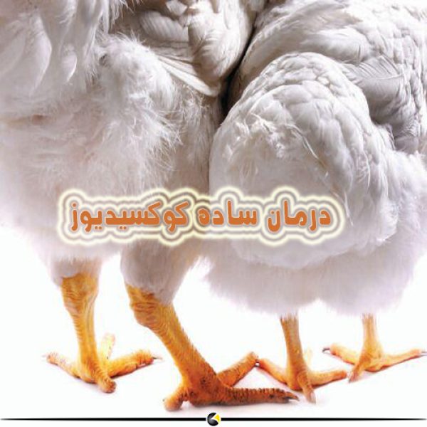 درمان کوکسیدیوز به روش ساده - بیماری کوکسیدیوز در مرغ