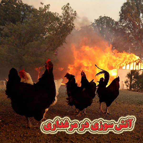 آتش سوزی در مرغداری