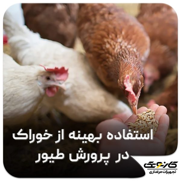 استفاده بهینه از خوراک در مرغداری ها