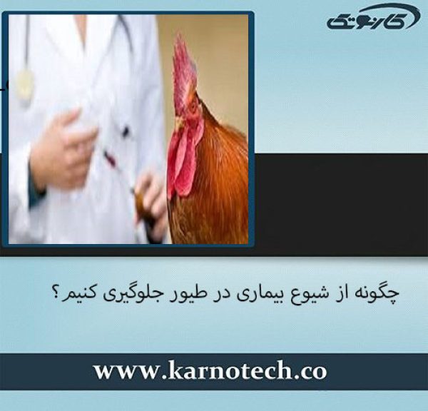 بیماری طیور
