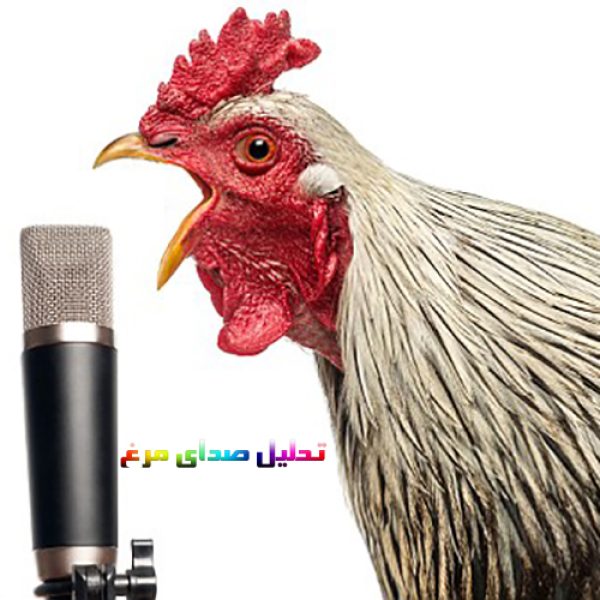 بررسی صدای مرغ گوشتی