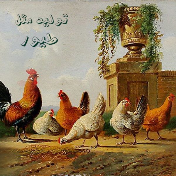 تولیدمثل مرغ و خروس