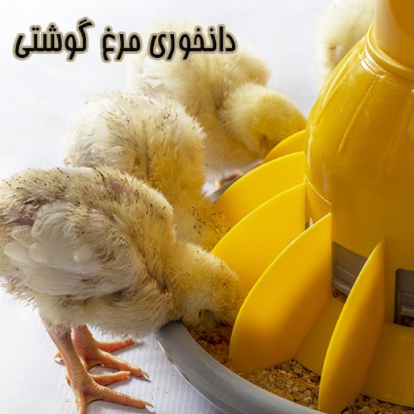 دانخوری مرغ گوشتی