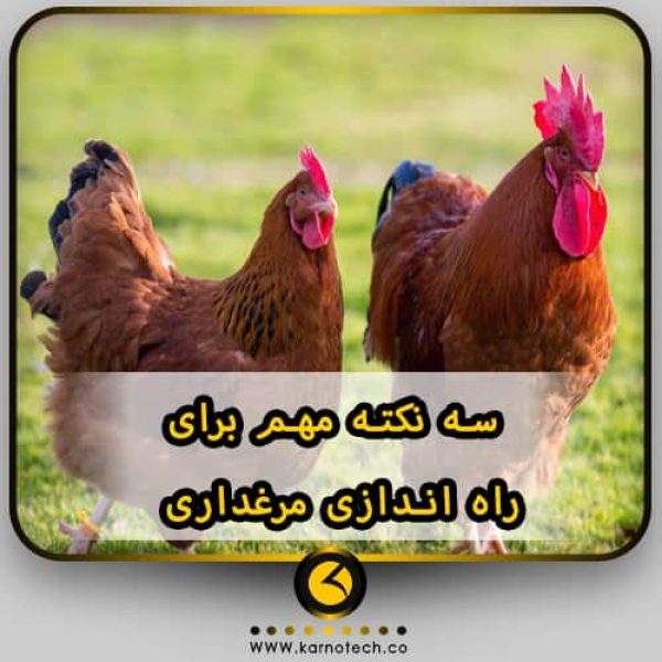 سه نکته در مورد راه اندازی مرغداری-min
