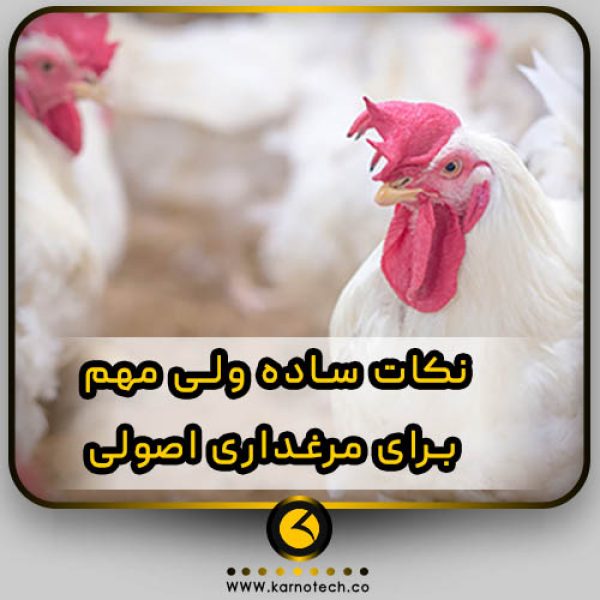 نکات مهم مرغداری