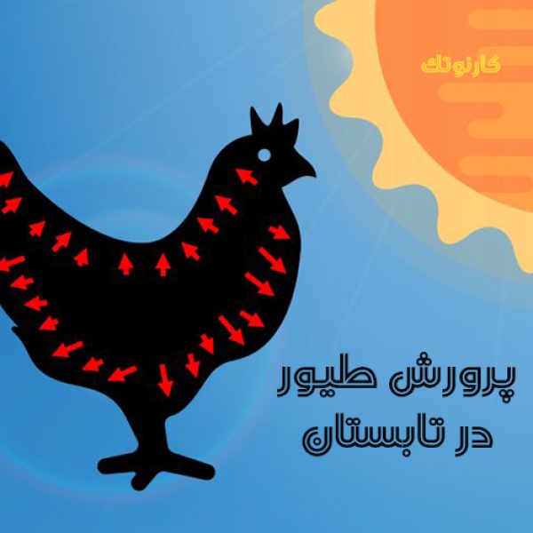 پرورش طیور در تابستان