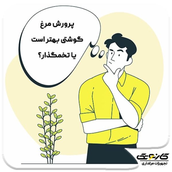 پرورش مرغ تخمگذار بهتر است یا مرغ گوشتی ؟ - 02
