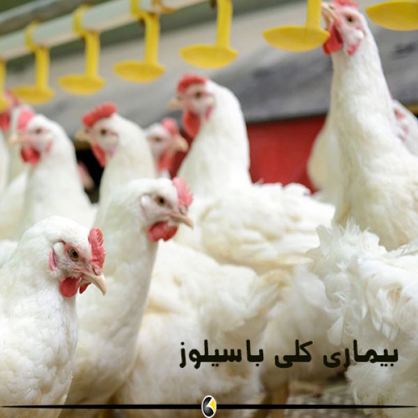 بيماري كلي باسیلوز